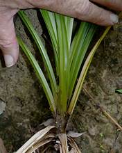 Carex indica